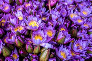 blue lotus flower