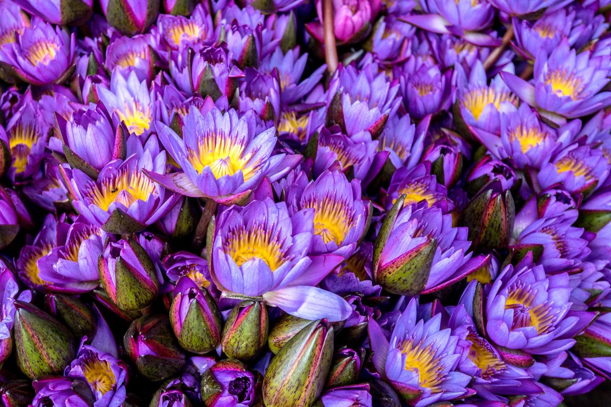blue lotus flower